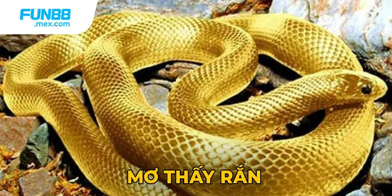 Mơ Thấy Rắn Là Điềm Gì? Giải Mã Ý Nghĩa Và Điềm Báo 9 Mơ Thấy Rắn Là Điềm Gì? Giải Mã Ý Nghĩa Và Điềm Báo